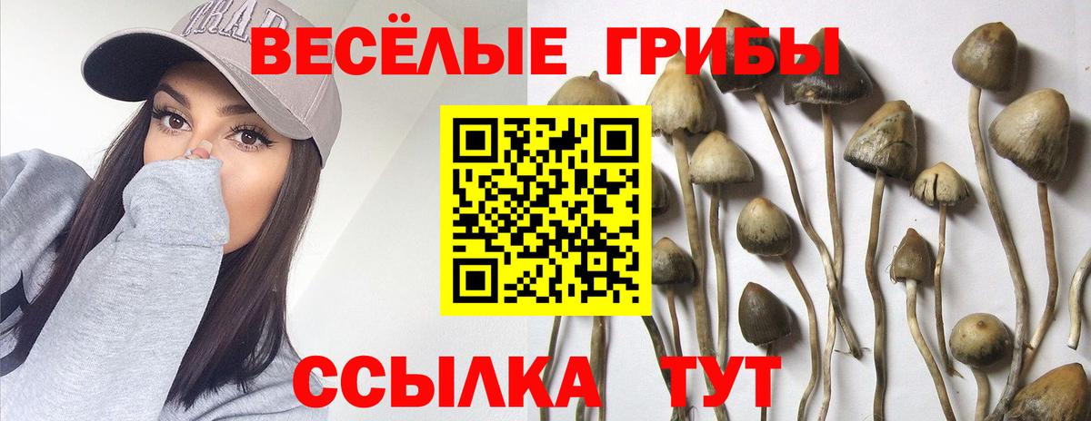 Псилоцибиновые грибы мицелий Рязань